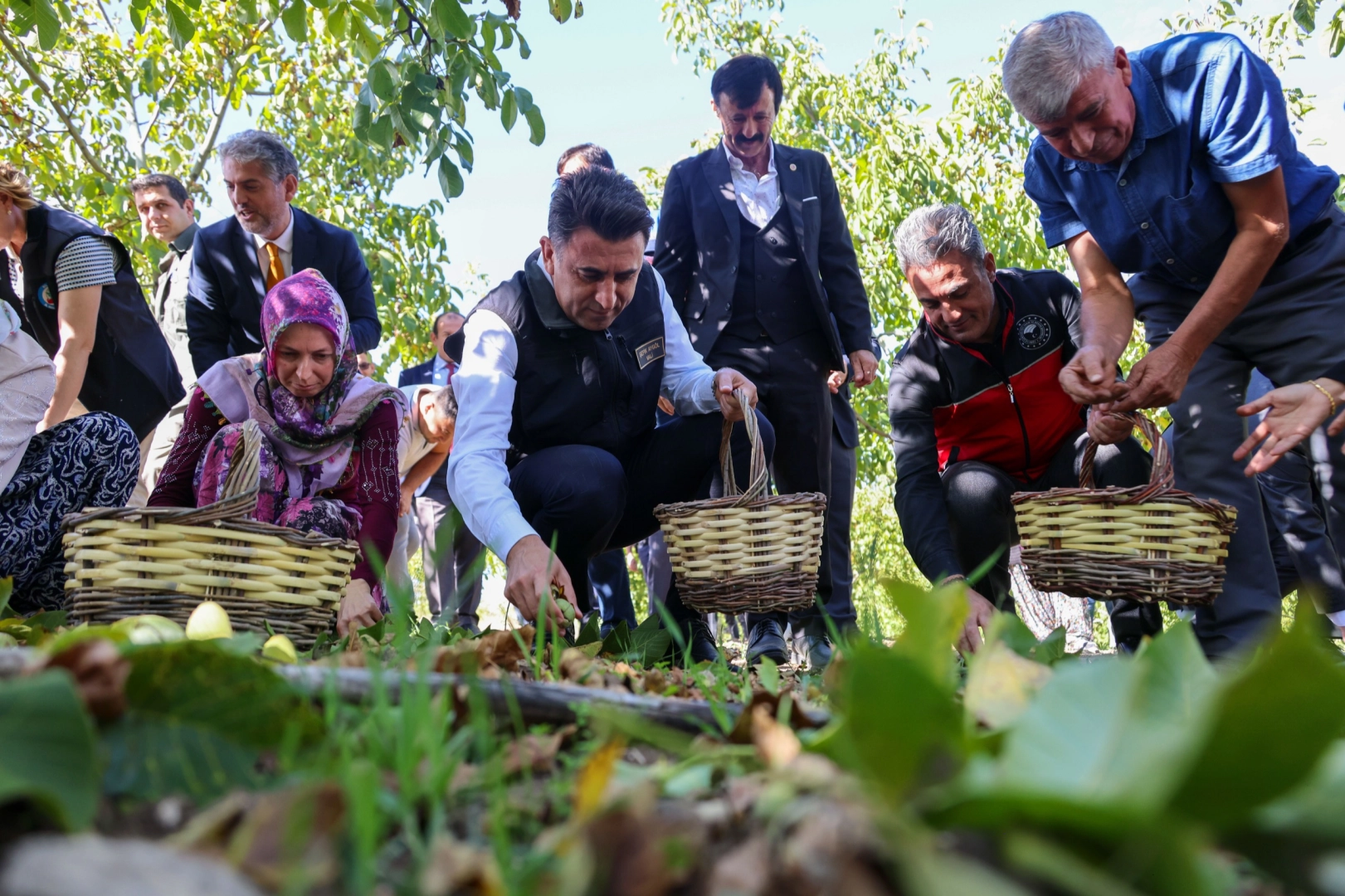 Bilecik ceviz üretiminde Türkiye 3’üncüsü -