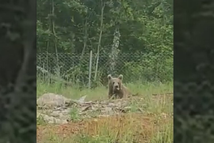 Bilecik’te ayılar bu kez beslenirken görüldü -