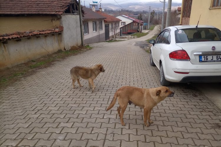 Bilecik’te evcil hayvan sahipleri uyarıldı -