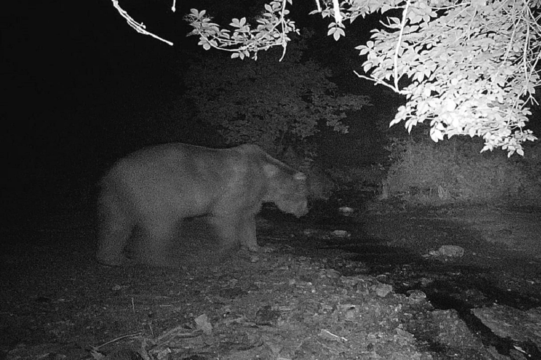 Bilecik’te fotokapana önce ayı sonra domuz sürüsü yakalandı -