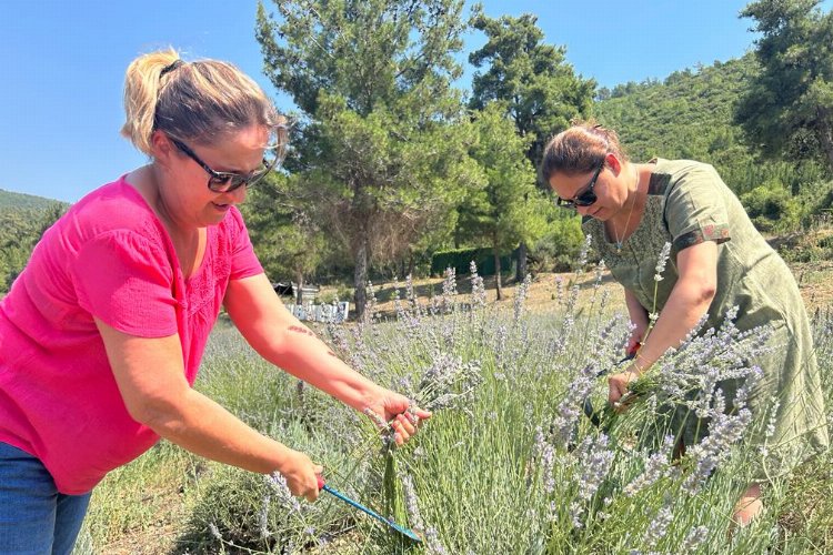 Bodrum'da lavanta hasadı başladı -