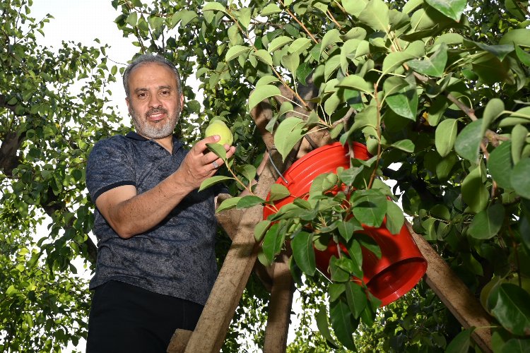 Bursa'da armut hasadı yapan çiftçiye Başkan Aktaş'tan yerinde ziyaret -