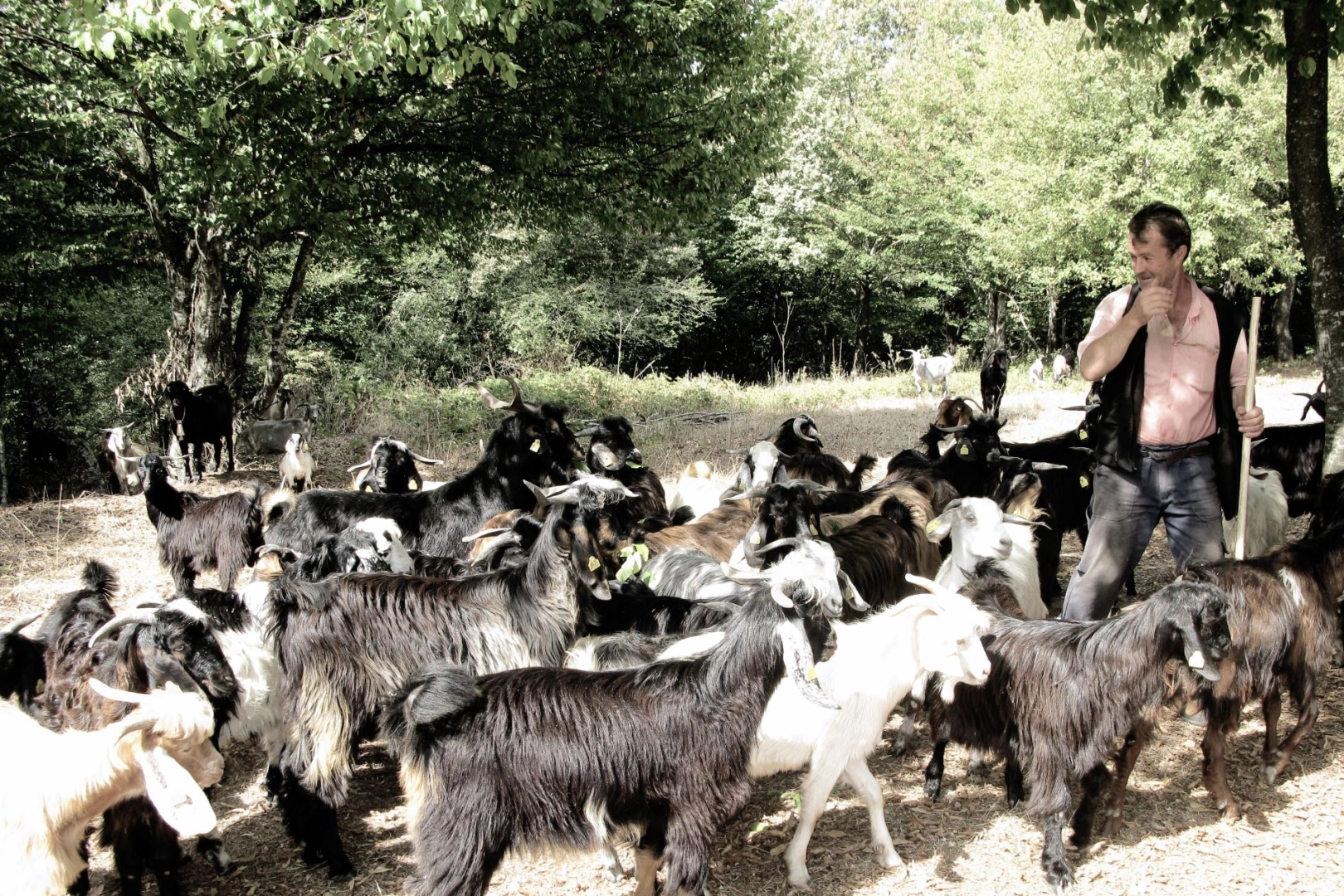 Bursa'da keçi çobanının zorlu yolculuğu -