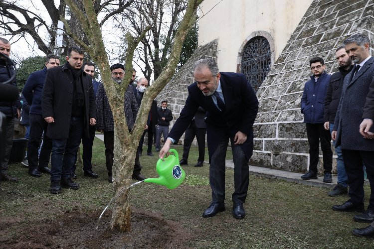 Bursa'da rivayet gerçek oldu... Türbenin önüne nar ağacı dikildi -