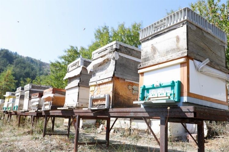 Bursa İnegöl arıcılık ve balda da marka olacak... Karaçalı'na coğrafi işaret alınacak -