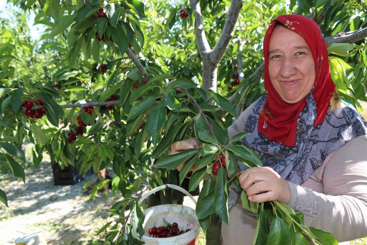 Bursa Keles Kirazı'nda ilk hasat etkinliği -