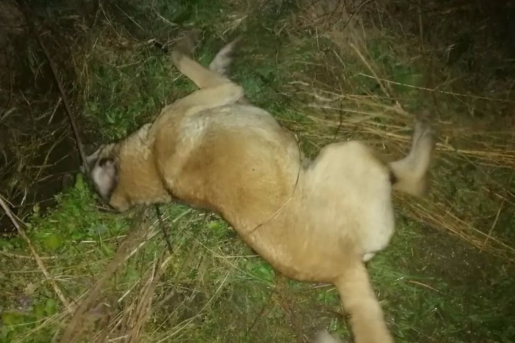 Bursa Mudanya'da zehirlenen 9 köpek telef oldu -