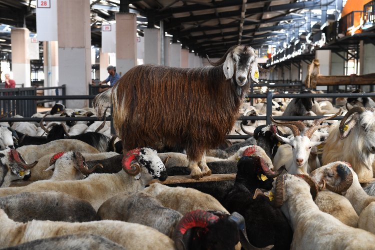 Bursa Osmangazi’de kurban kesim noktaları belli oldu -