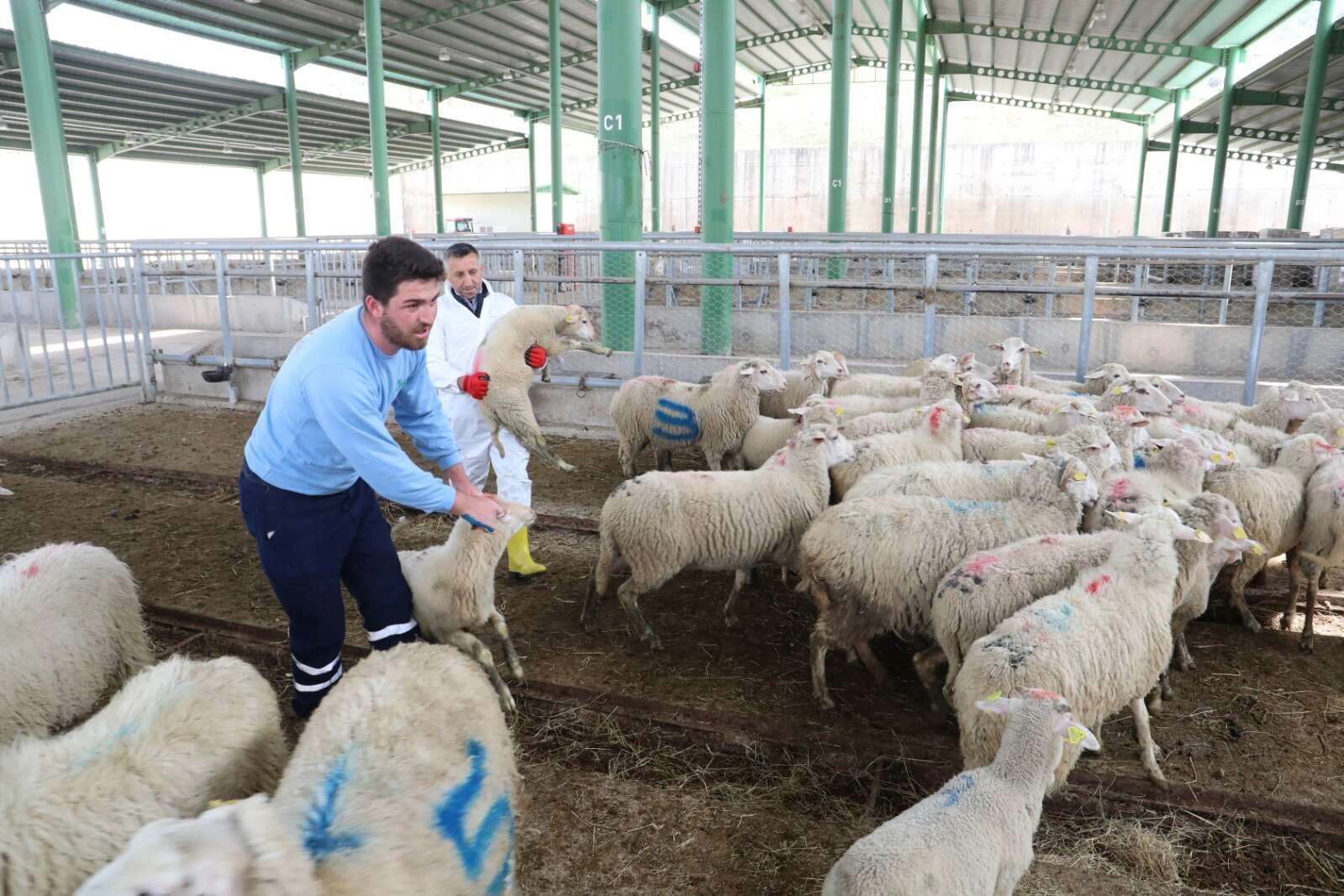 Büyükbaş azaldı, küçükbaş arttı -