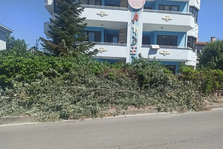 Çamlıca Mahallesi’nde kesilen ağaçlar trafiği engelliyor -