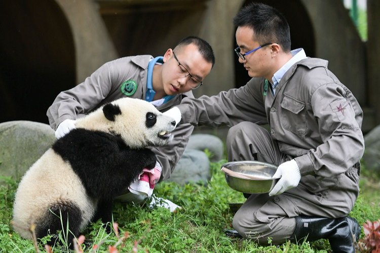 Chengdu- İstanbul uçuşları yeniden başlıyor -