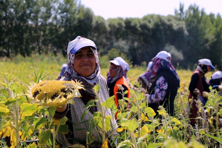 Çorum'da ayçiçeği hasadı sevinci -