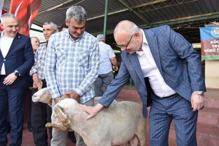 Damızlık koçlar yetiştiricilere teslim ediliyor -