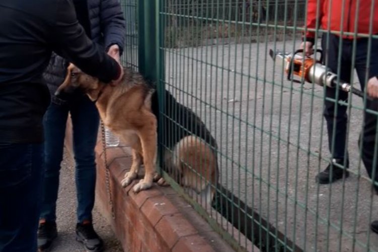 Demir çitlere sıkışan köpeği itfaiye kurtardı -