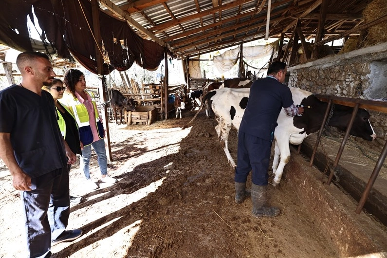 Denizli mastit hastalığıyla mücadele ediyor... İlk doz aşılar yapıldı -