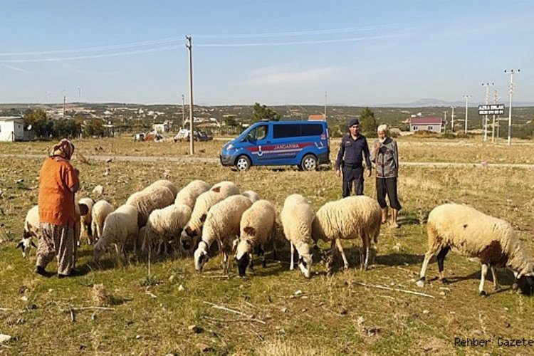 Didim Akyeniköy'de kaybolan 16 koyun bulundu 