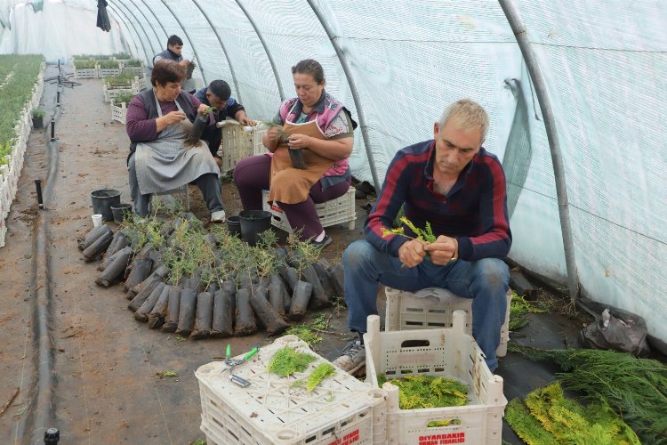 Diyarbakır Büyükşehir personeline 'fidan aşılama' eğitimi -