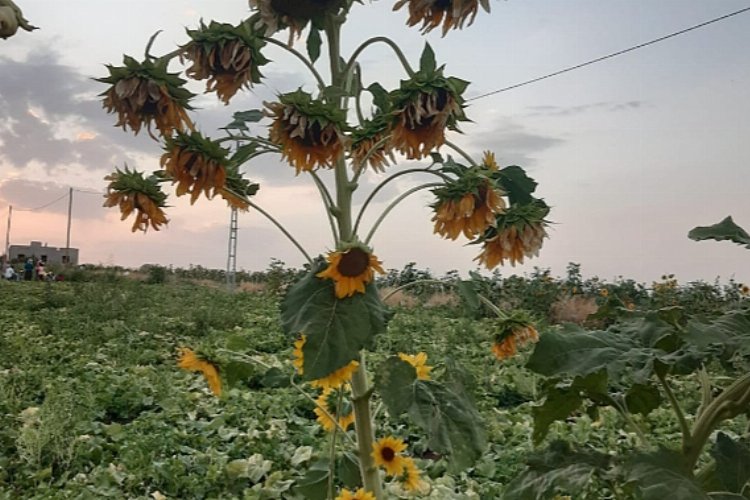 Diyarbakır'da 26 başlı ayçiçeği şaşırttı! -