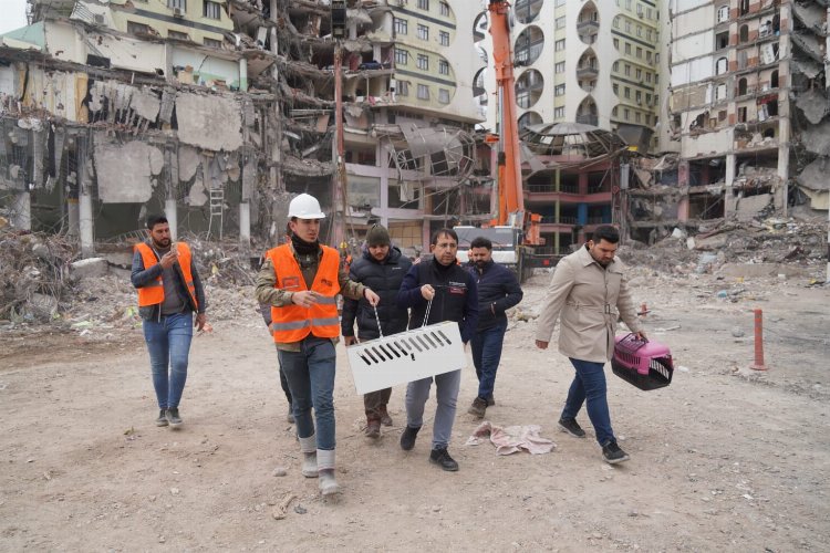 Diyarbakır'da 'ağır hasarlı' binadan kurtarılan kedi sayısı 8 oldu -