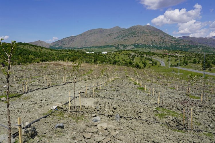 Diyarbakır Kulp'da 400 dut fidanı dikildi -