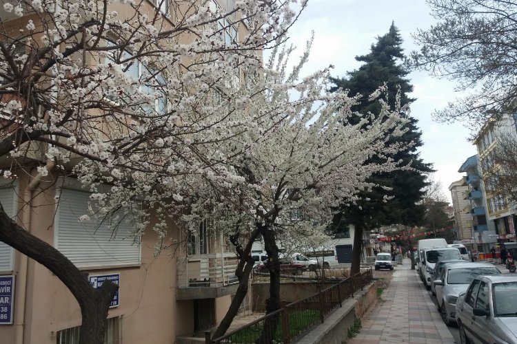 Doğa ana uyandı... Afyon'a bahar geldi -