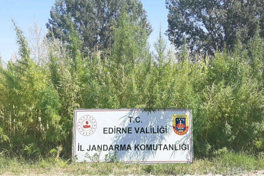 Edirne'de 159 bin kök kenevir ele geçirildi -