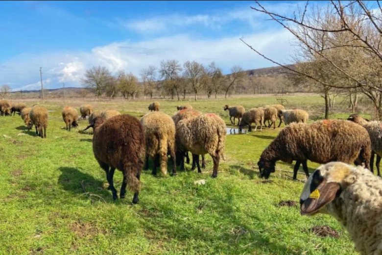 Edirne'de 31 çiçek vakası tespit edildi! Kırmızı etle bulaşır mı? -