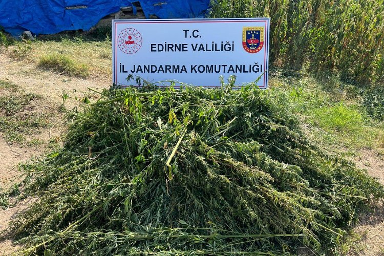 Edirne'de kaçak kenevir tarlası ele geçirildi -