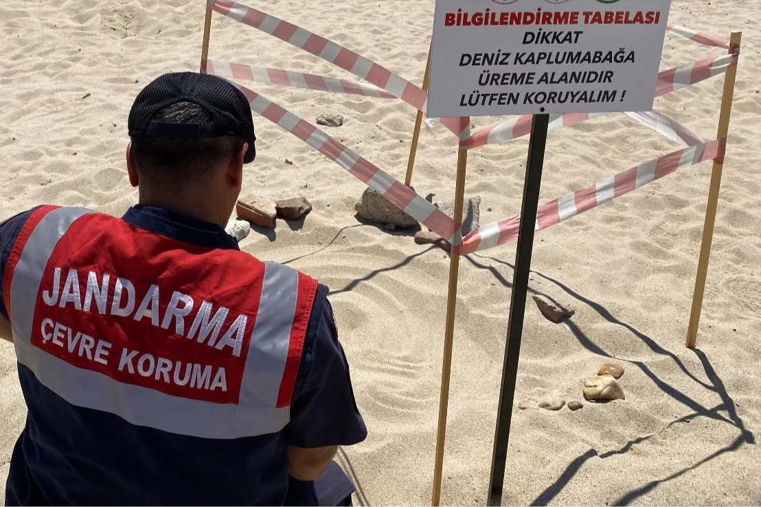 Edirne'de kaplumbağalara Jandarma'dan özel koruma -