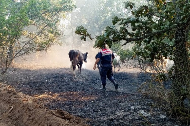 Edirne Jandarma, Lalapaşa'da yangında hayvanları kurtardı -