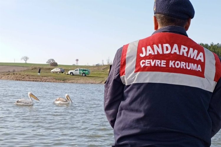 Edirne Jandarması, hasta ve yorgun pelikanları besledi -