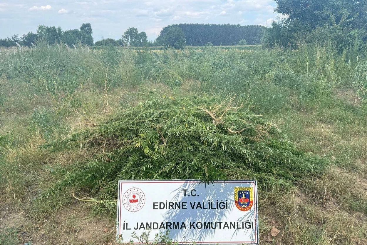 Edirne Keşan'da 3 bin kenevir bitkisine imha -