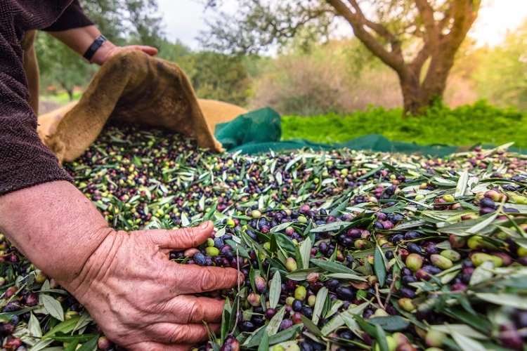 Egeli ihracatçılar: Zeytinyağı ihracatında 20 cent fon kaldırılmalı -