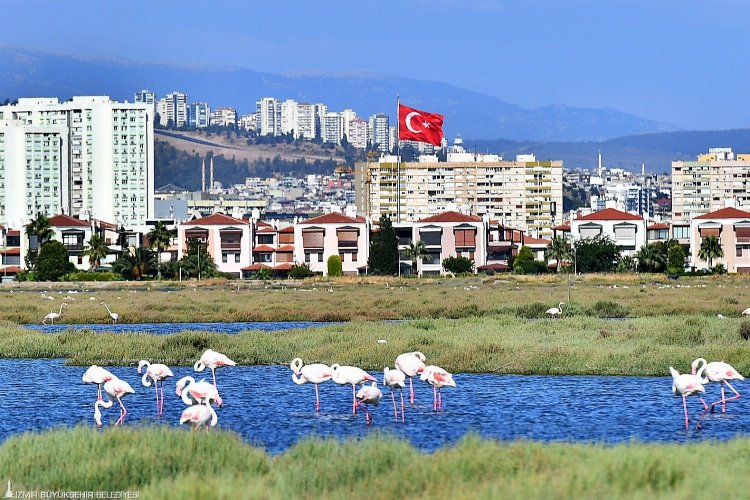 Flamingolar İzmirlileri büyülüyor -