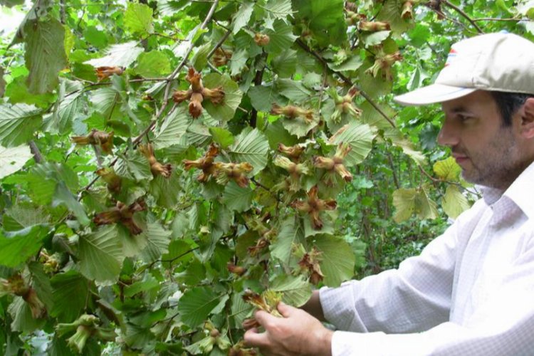 Fındığın 200 yıllık makus talihi değişecek -