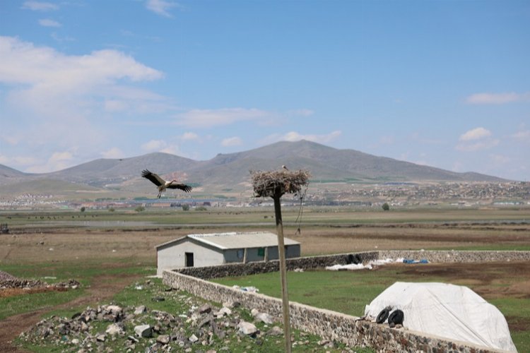 Göçmen leylekler Hürmetçi Sazlığı'nda -