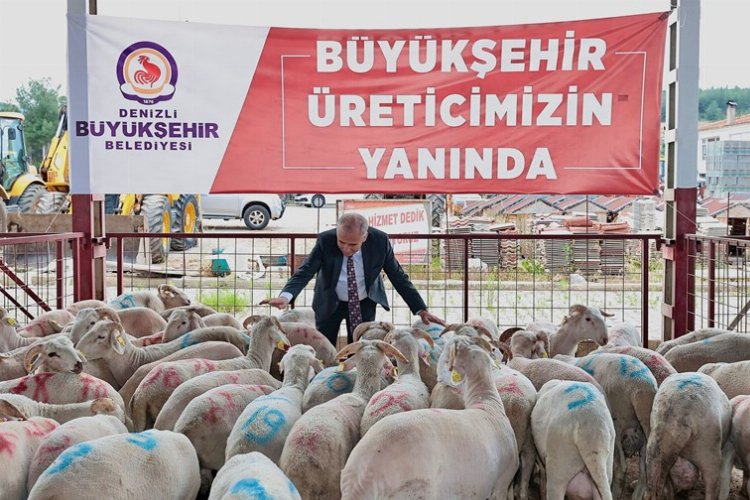 Hayvancılığa damızlık koç desteği -