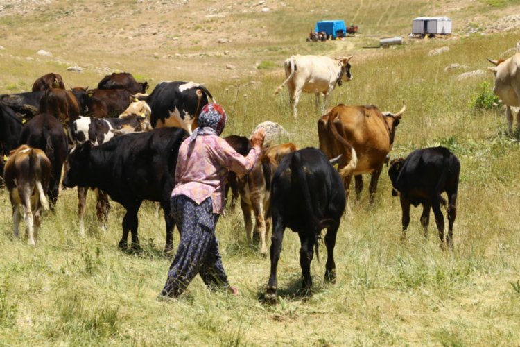 Hayvancılıkta bir ilk! Çoban haritası çıkartılıyor -