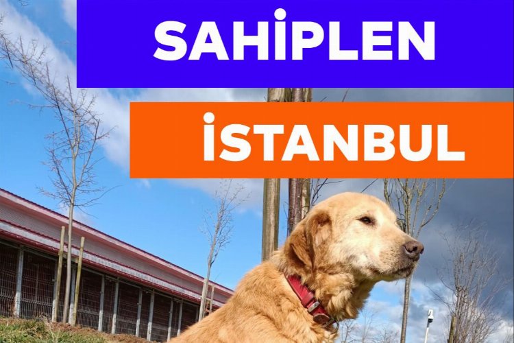 Hayvanseverler 3 Nisan'da Tepeören'de -