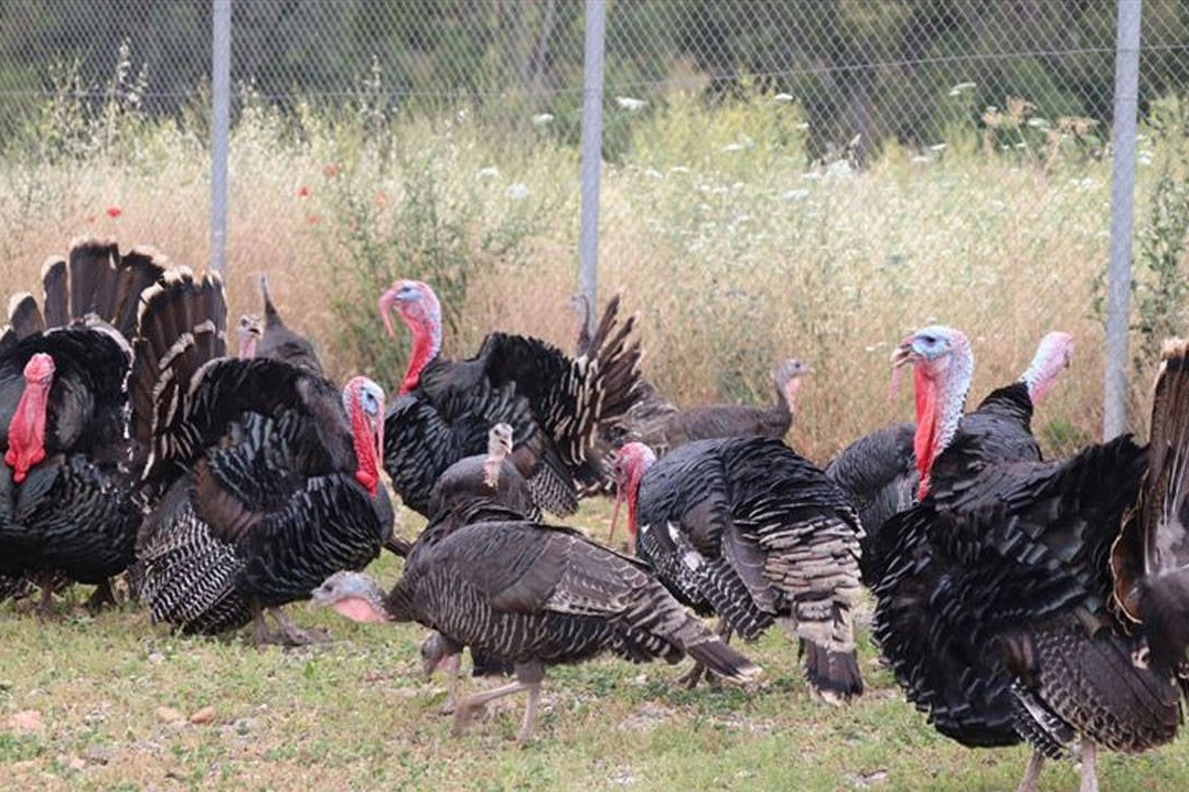 Hindi eti üretimi 8 ayda yüzde 17,1 arttı -