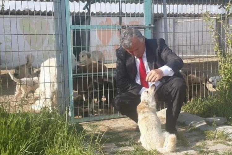 İpsala Sokak köpeklerine sahip çıkacak -