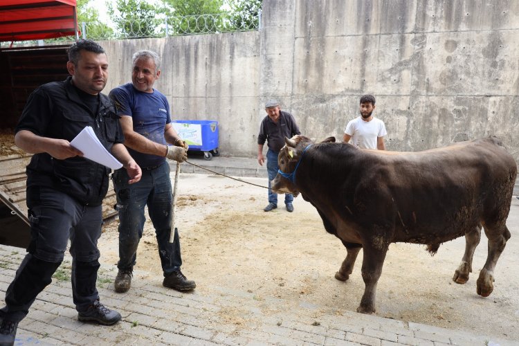 İzmit Belediyesi Modern Hayvan Pazarına kurbanlıklar geliyor -