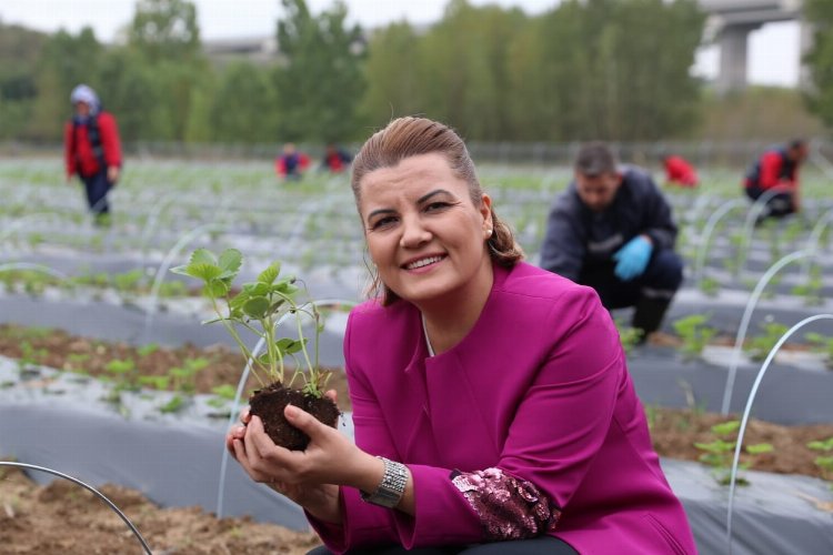 İzmit Çilek Köy'ün hasat ürünleri raflarda -