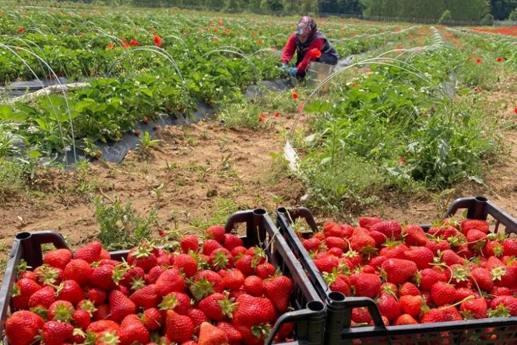 İzmit'te 'Çilek Hasadı'na hava muhalefeti engeli -