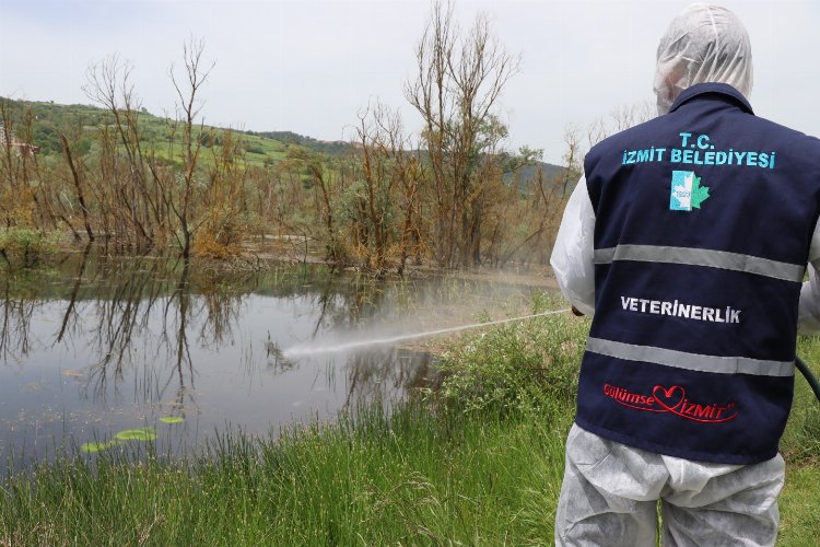 İzmit'te larva ile mücadele çalışmaları hızlandı -