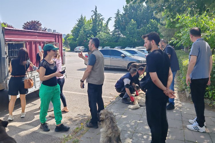 İzmit'teki saldırgan köpeklere ortak müdahale -