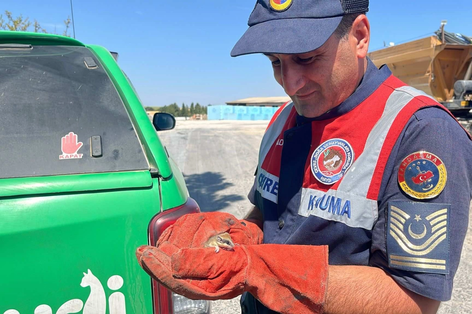 Jandarma nesli tehlike altında olan Yediuyur yavrusunu kurtardı -