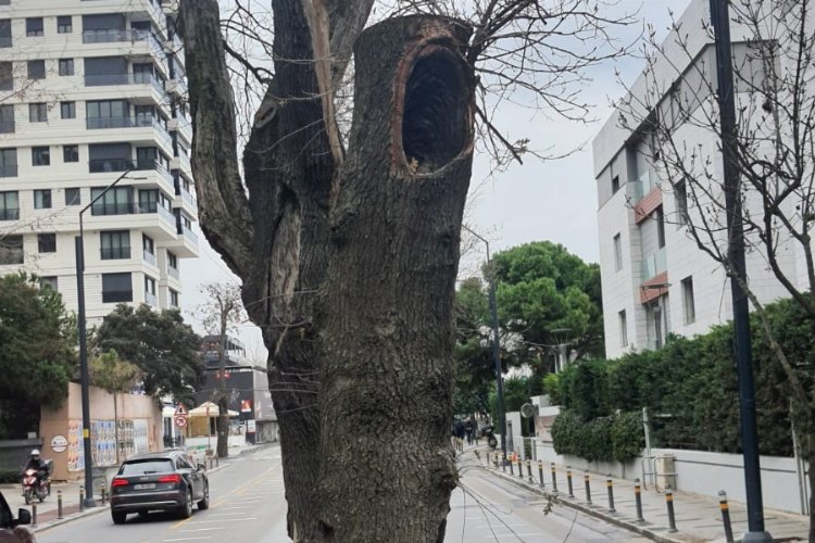 Kadıköy’de hasta ağaçların yerine yenileri dikilecek -