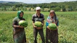 KANDIRA KARPUZUNA BÜYÜKŞEHİR DESTEĞİ