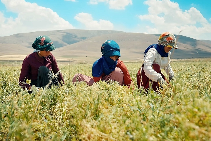 Kayseri'de yeşil mercimek ekimi artırılıyor -